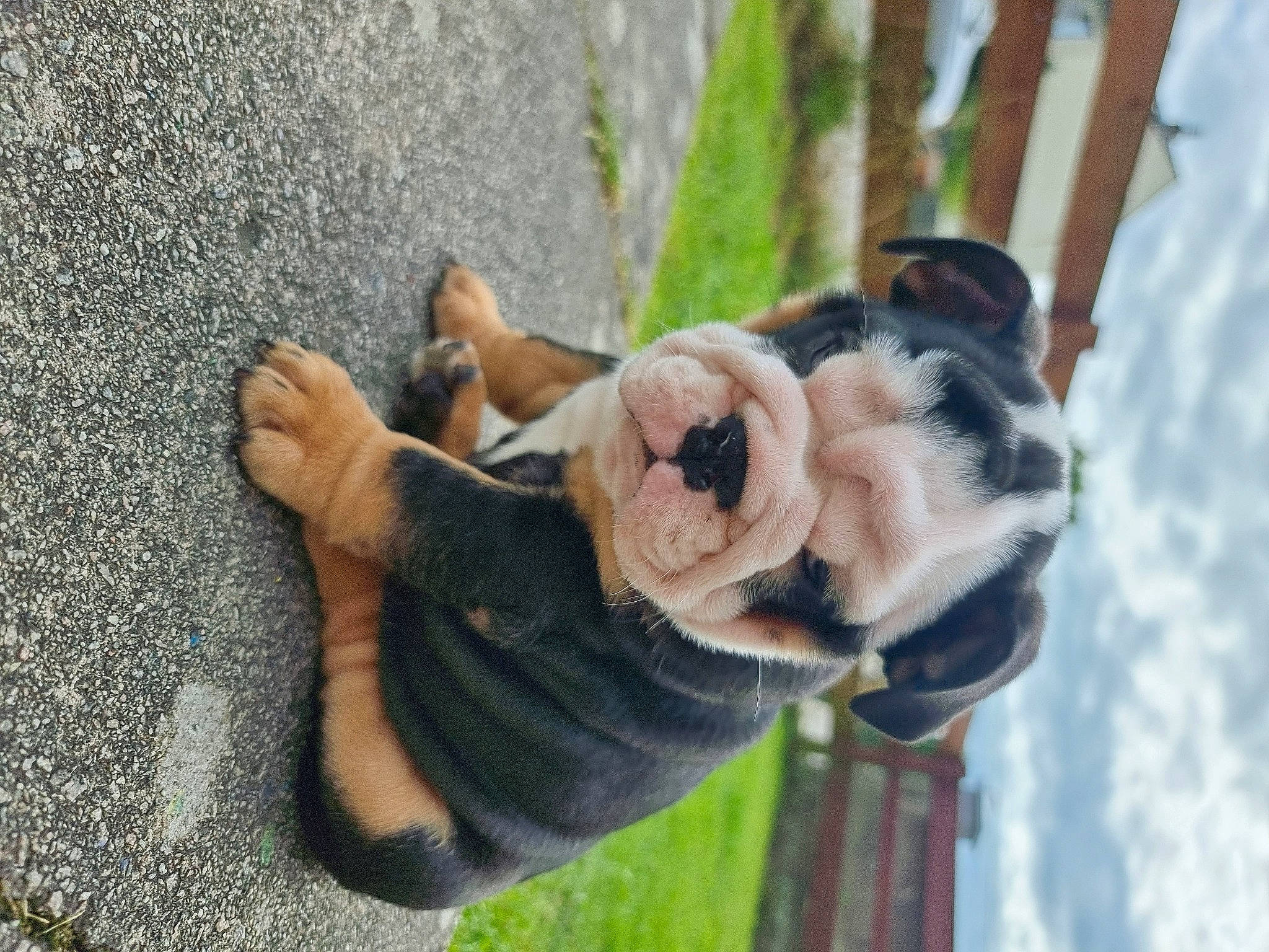 Dotty is registered to the contest to win money with this photo: bulldog, carnivore, collar, companion_dog, dog, dog_breed, dog_collar, fawn, grass, hand, hat, leash, pet_supply, plant, sunglasses, toy, toy_dog, tree, working_animal, wrinkle