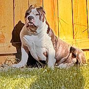 Yoda is registered to the contest to win money with this photo: dog, bulldog, canine, pet, animal, sitting, outdoors, grass, wooden_wall, portrait, wrinkles, brown_and_white, short_muzzle, floppy_ears, stocky, companion_animal, backyard, warm_lighting, full_body, rustic_background