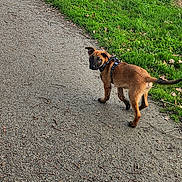 Aslan participe au concours pour gagner de l'argent avec cette photo : puppy, dog, path, gravel, grass, river, water, trees, sky, cloudy, outdoor, nature, harness, walking, animal, canine, young_dog, greenery, landscape, scenery