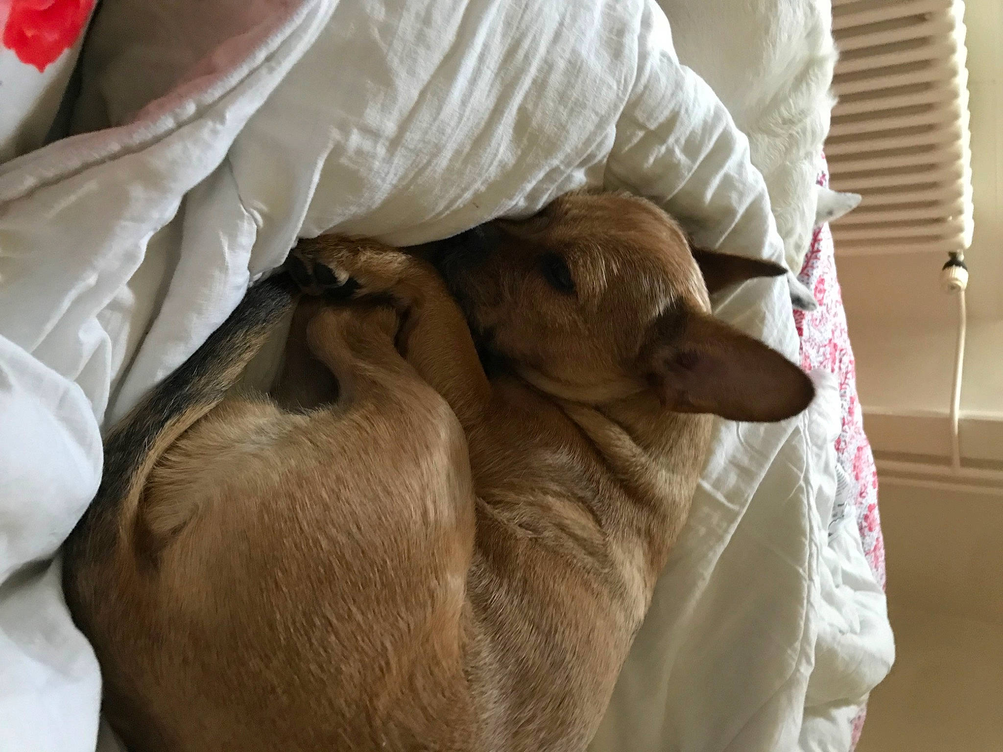 Bouba a rejoint le concours — aidez-le/la à gagner de superbes lots ! canidae, carnivore, comfort, companion_dog, dog, dog_breed, ear, felidae, fur, linens, liver, small_to_medium_sized_cats, sporting_group, whiskers, working_animal, wrinkle