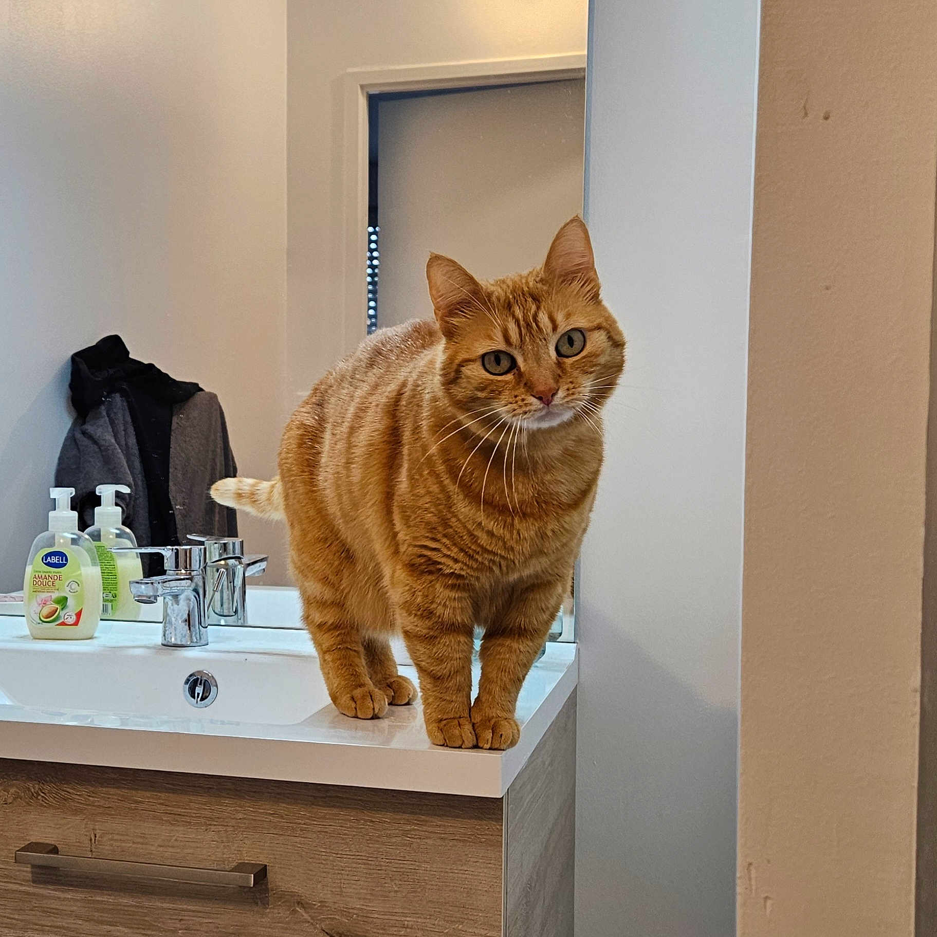 Looping a rejoint le concours — aidez-le/la à gagner de superbes lots ! animal, basin, cat, doublesink, hardwood, manx, pet, sink, sinkfaucet, stainedwood, tap, window, windowsill, wood