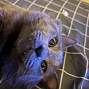 Gizzy Jr is registered to the contest to win money with this photo: cat, close_up, yellow_eyes, whiskers, fangs, fur, pet, indoor, blanket, checkered, cozy, curious, lying_down, face, animal, mammal, cute, feline, ears, nose