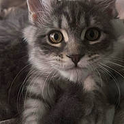 Grayskull is registered to the contest to win money with this photo: kitten, cat, gray_tabby, whiskers, close_up, fur, pet, animal, cute, soft, blanket, resting, indoors, young, feline, ears, eyes, portrait, cozy, muzzle