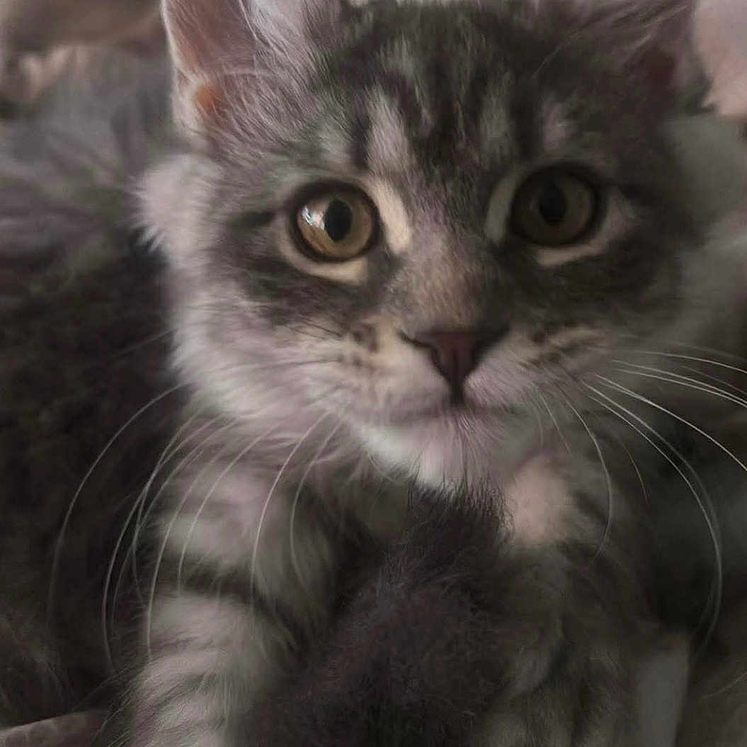 Grayskull is registered to the contest to win money with this photo: kitten, cat, gray_tabby, whiskers, close_up, fur, pet, animal, cute, soft, blanket, resting, indoors, young, feline, ears, eyes, portrait, cozy, muzzle