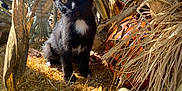 Sunny joined the competition — help win amazing prizes! kitten, black_cat, white_patch, straw, cornstalks, pumpkin, plastic_skulls, skeleton_decoration, halloween, outdoor, sunlight, autumn, cute, animal, pet, curious, fall_decor, holiday, nature, small_animal