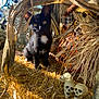 kitten, black_cat, white_patch, straw, cornstalks, pumpkin, plastic_skulls, skeleton_decoration, halloween, outdoor, sunlight, autumn, cute, animal, pet, curious, fall_decor, holiday, nature, small_animal