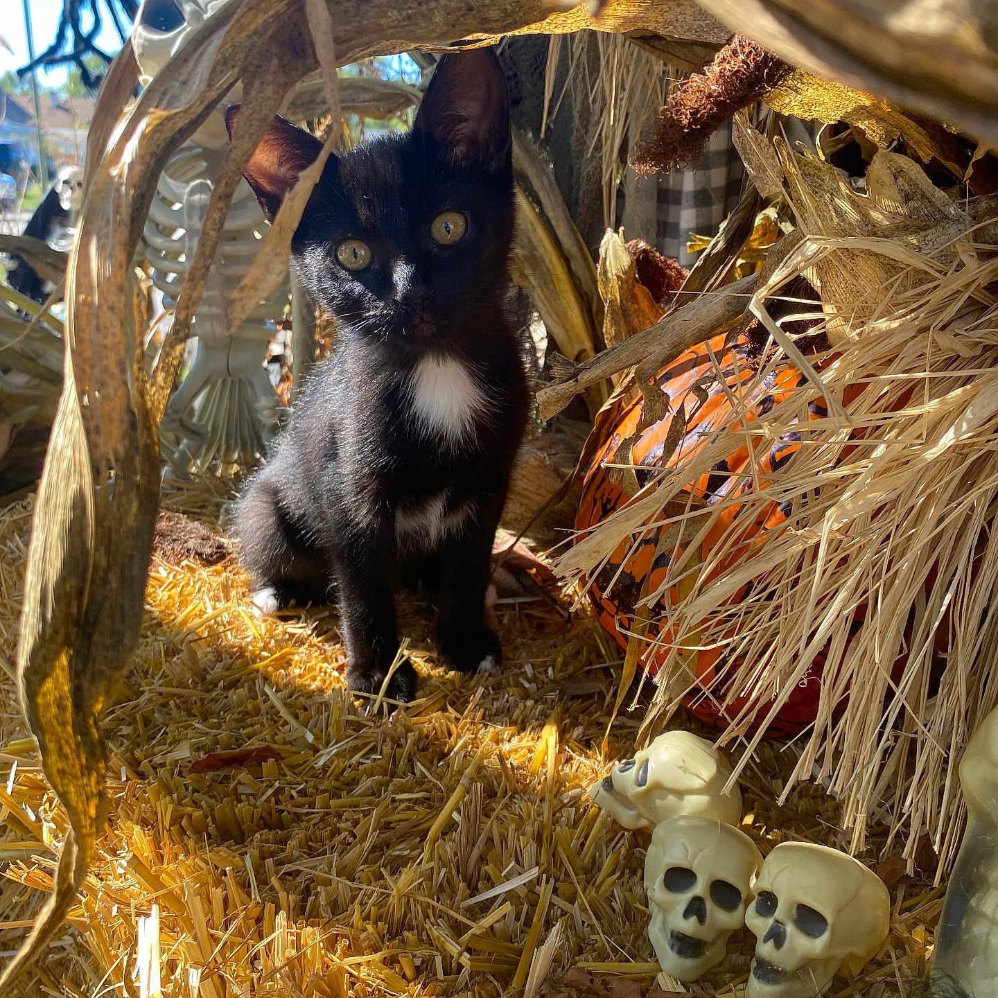 Sunny joined the competition — help win amazing prizes! animal, autumn, black_cat, cornstalks, curious, cute, fall_decor, halloween, holiday, kitten, nature, outdoor, pet, plastic_skulls, pumpkin, skeleton_decoration, small_animal, straw, sunlight, white_patch