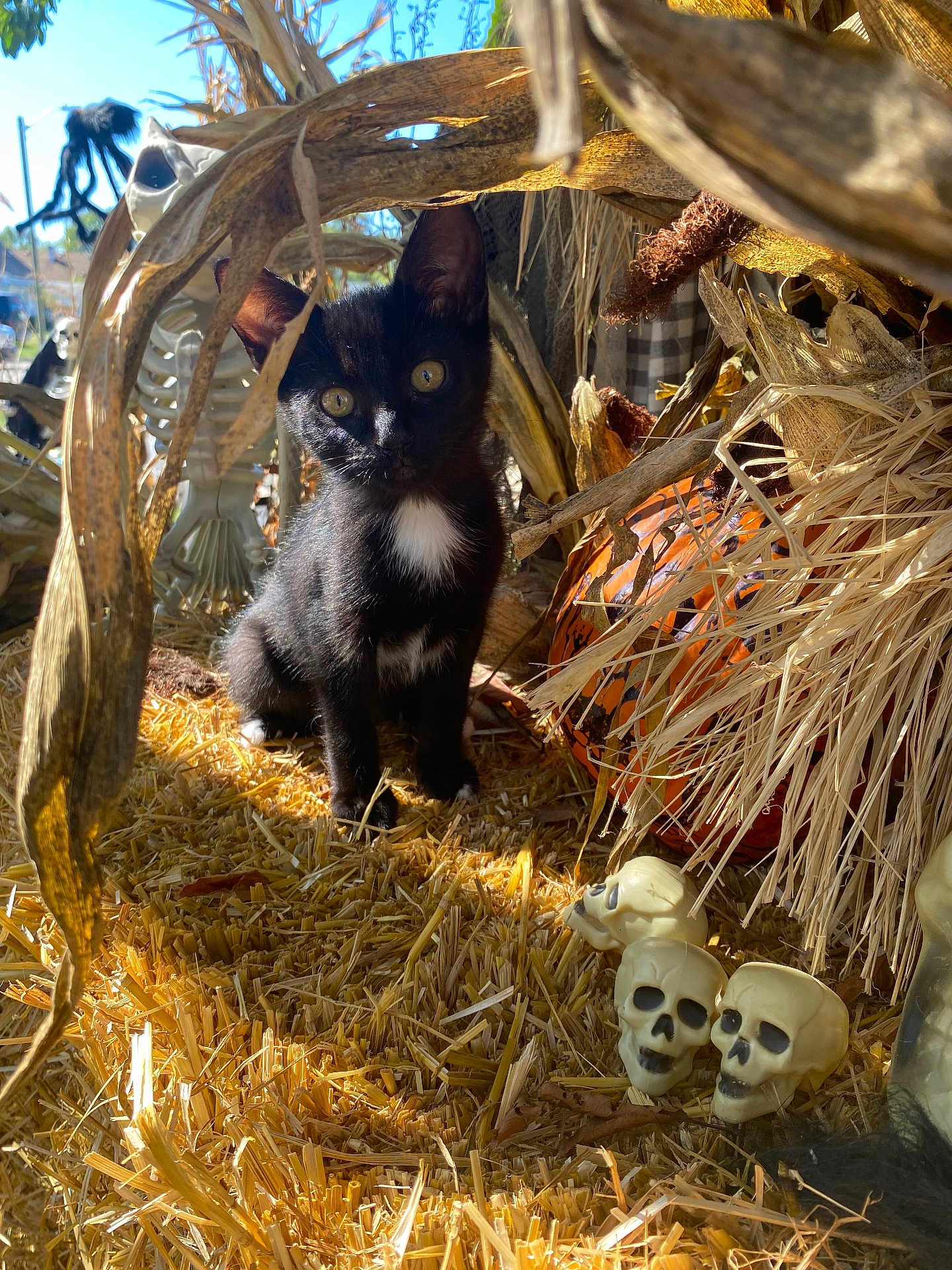 Sunny joined the competition — help win amazing prizes! kitten, black_cat, white_patch, straw, cornstalks, pumpkin, plastic_skulls, skeleton_decoration, halloween, outdoor, sunlight, autumn, cute, animal, pet, curious, fall_decor, holiday, nature, small_animal