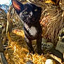 Sunny joined the competition — help win amazing prizes! black_cat, kitten, white_patch, hay, dried_leaves, skulls, sunlight, outdoor, animal, cute, curious, shadow, nature, autumn, spooky, decor, closeup, pet, young_cat, fall