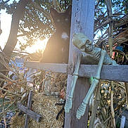 Sunny is registered to the contest to win money with this photo: black_cat, kitten, wooden_post, plastic_skeleton, sunset, hay_bale, corn_stalks, outdoor, nature, decoration, spooky, halloween, animal, pet, feline, sunlight, shadow, rural, festive, playful