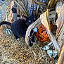 Sunny is registered to the contest to win money with this photo: black_cat, kitten, halloween, pumpkin, painted_pumpkin, corn_stalks, straw, skeleton, skulls, curious, outdoor, animal, pet, decorations, fall, autumn, spooky, nature, cute, small_animal