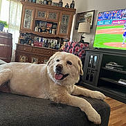 Achilles is registered to the contest to win money with this photo: dog, living_room, couch, television, baseball_game, wood_floor, lamp, cabinet, blanket, vintage_decor, window, curtains, happy, tongue_out, pet, furniture, interior, relaxed, canine, houseplant