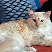 Kulfi is registered to the contest to win money with this photo: blue_pillow, cat, close_up, cozy, cream_colored, domestic_cat, ears, feline, fluffy, household, indoor, looking_at_camera, orange_surface, patterned_pillow, pet, pink_nose, relaxed, resting, soft_fur, whiskers