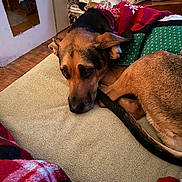 Sabaka joined the competition — help win amazing prizes! animal, bed, bedroom, blanket, canine, couch, cushion, dog, dogbed, furniture, germanshepherd, homedecor, hound, indoors, interiordesign, person, pet, puppy, room, sleeping