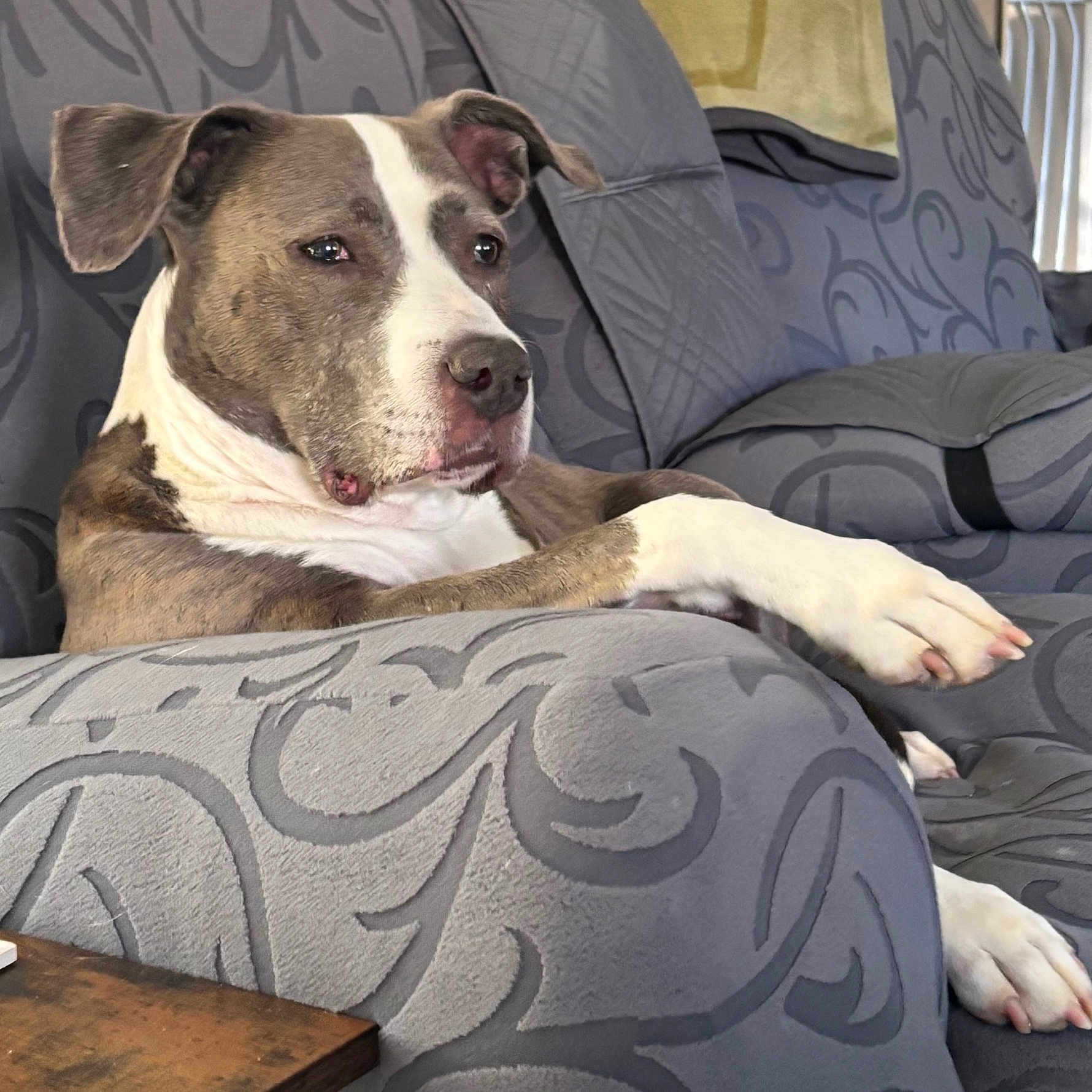 Missy is registered to the contest to win money with this photo: animal, armchair, blanket, bulldog, canine, chair, couch, cushion, dog, furniture, greatdane, homedecor, hound, pet, pitbull, puppy