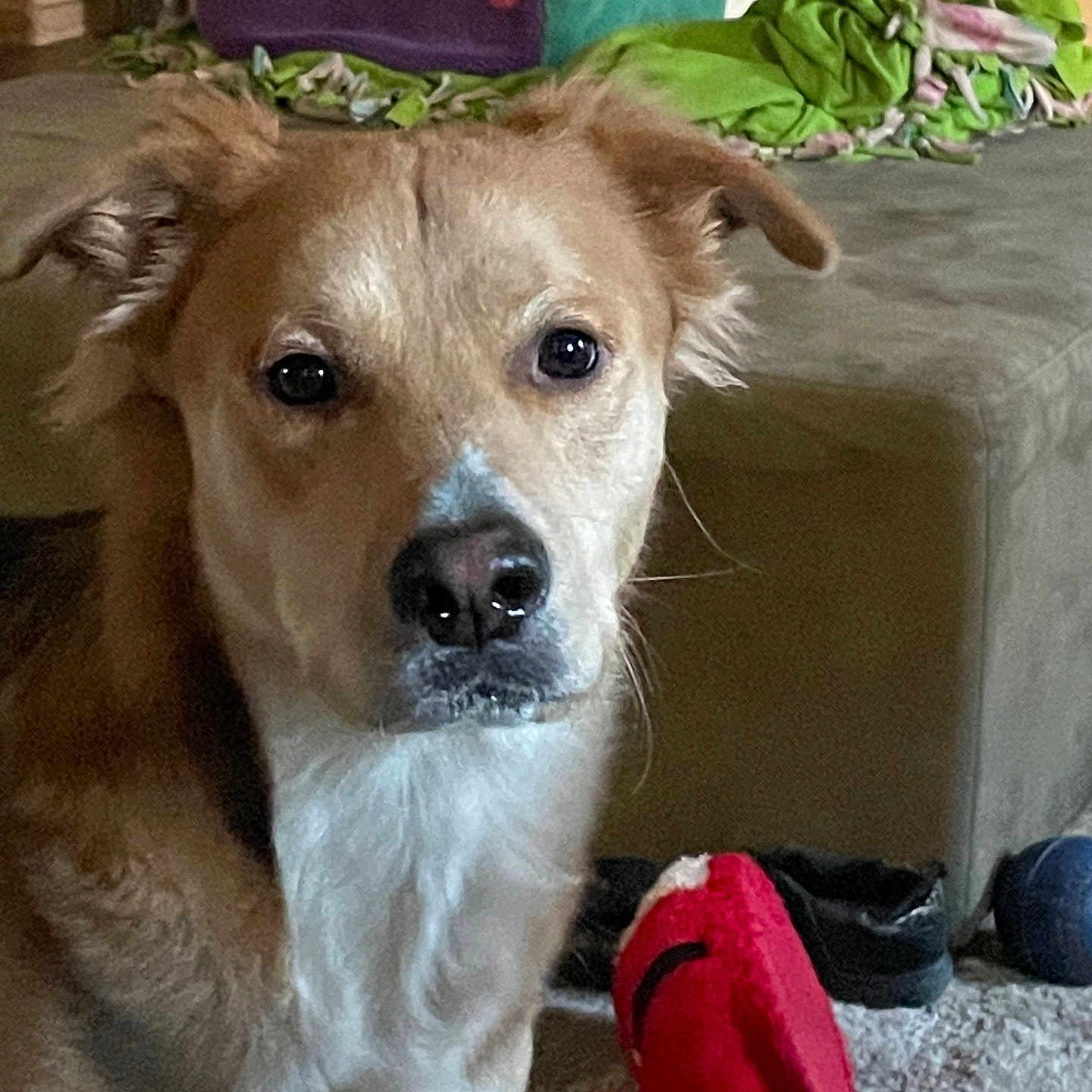 Yogi Bear is registered to the contest to win money with this photo: animal, architecture, ball, building, canine, couch, cushion, dog, face, furniture, goldenretriever, homedecor, indoors, livingroom, pet, puppy, room, sport, tennis, tennisball