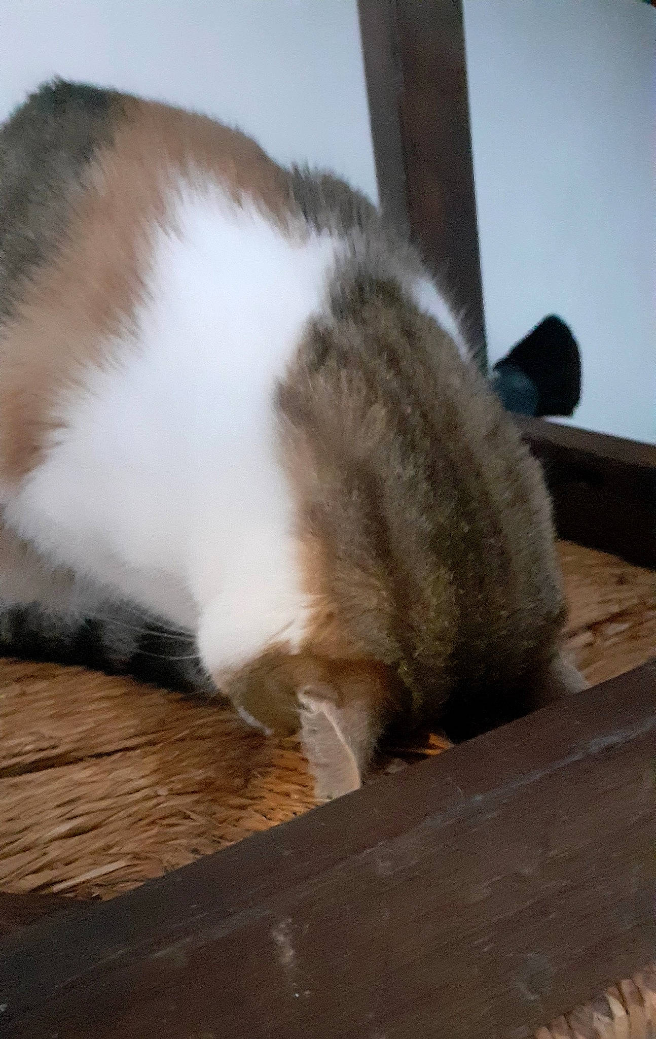 Miracle participe au concours pour gagner de l'argent avec cette photo : cat, claw, domestic_short_haired_cat, fawn, felidae, foot, fur, hardwood, natural_material, paw, small_to_medium_sized_cats, snout, tail, terrestrial_animal, whiskers, wildlife, wood