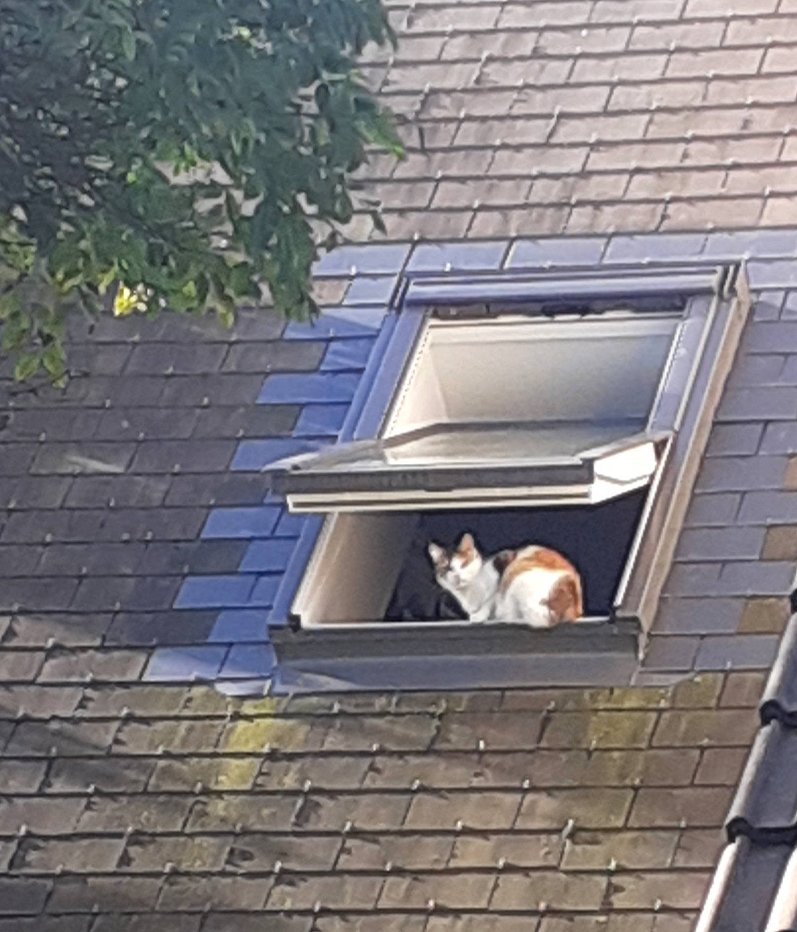 Miracle a rejoint le concours — aidez-le/la à gagner de superbes lots ! brick, brickwork, building, building_material, carnivore, cat, facade, felidae, fixture, house, line, plant, property, rectangle, siding, small_to_medium_sized_cats, tints_and_shades, wall, window, wood