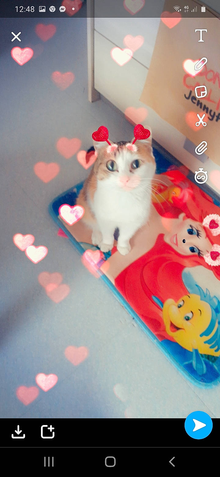 Miracle participe au concours pour gagner de l'argent avec cette photo : carnivore, cat, felidae, small_to_medium_sized_cats, tail, vertebrate, whiskers