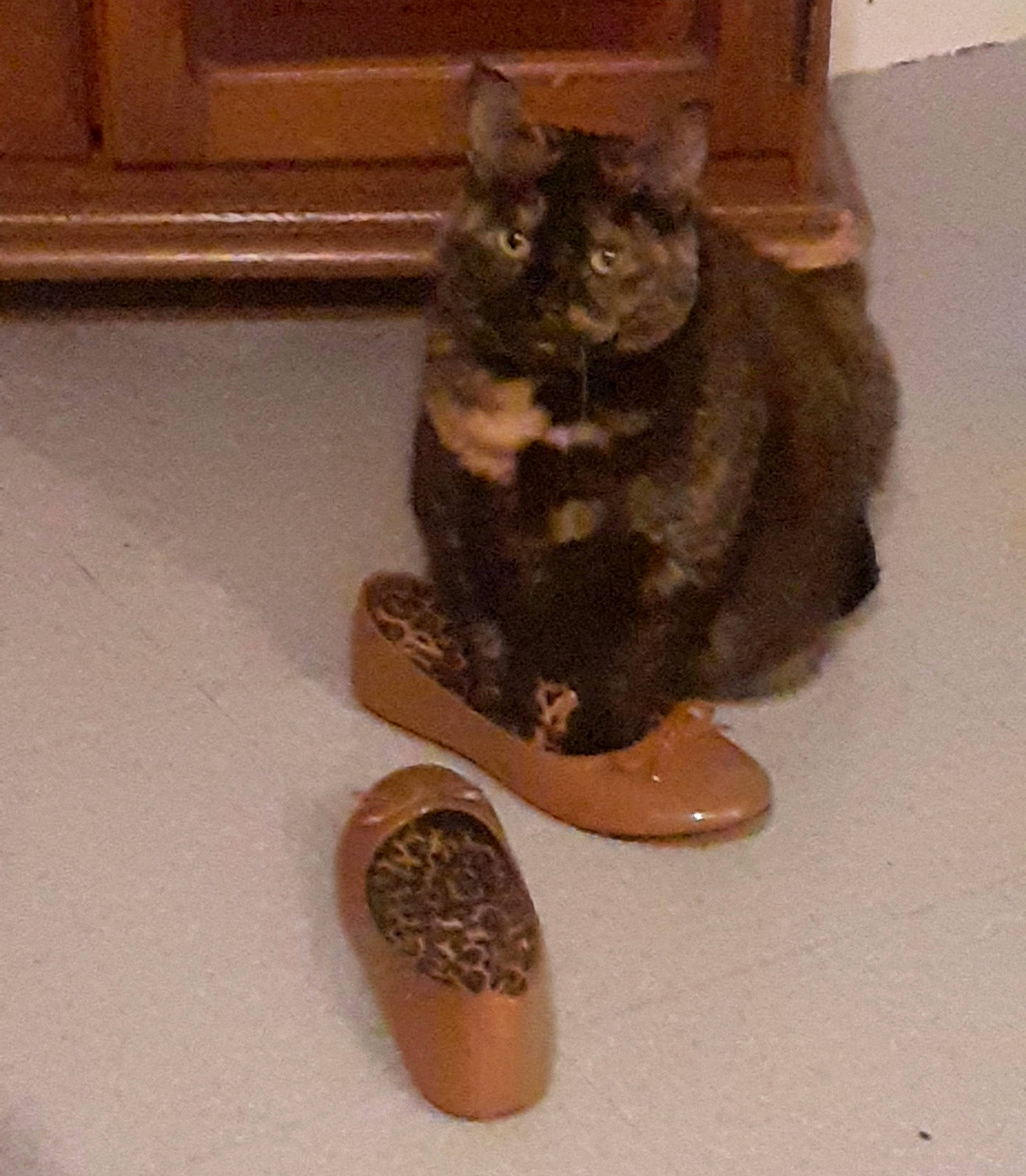 Gallia a rejoint le concours — aidez-le/la à gagner de superbes lots ! black_cat, carmine, carnivore, cat, cat_supply, domestic_short_haired_cat, fawn, felidae, flooring, fur, hardwood, human_leg, outdoor_shoe, pattern, small_to_medium_sized_cats, tail, terrestrial_animal, whiskers, wood, wood_stain