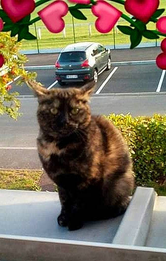 Gallia a rejoint le concours — aidez-le/la à gagner de superbes lots ! carnivore, cat, cymric, domestic_short_haired_cat, european_shorthair, felidae, flower, flowerpot, german_rex, kitten, kurilian_bobtail, plant, small_to_medium_sized_cats, tabby_cat, tail, whiskers