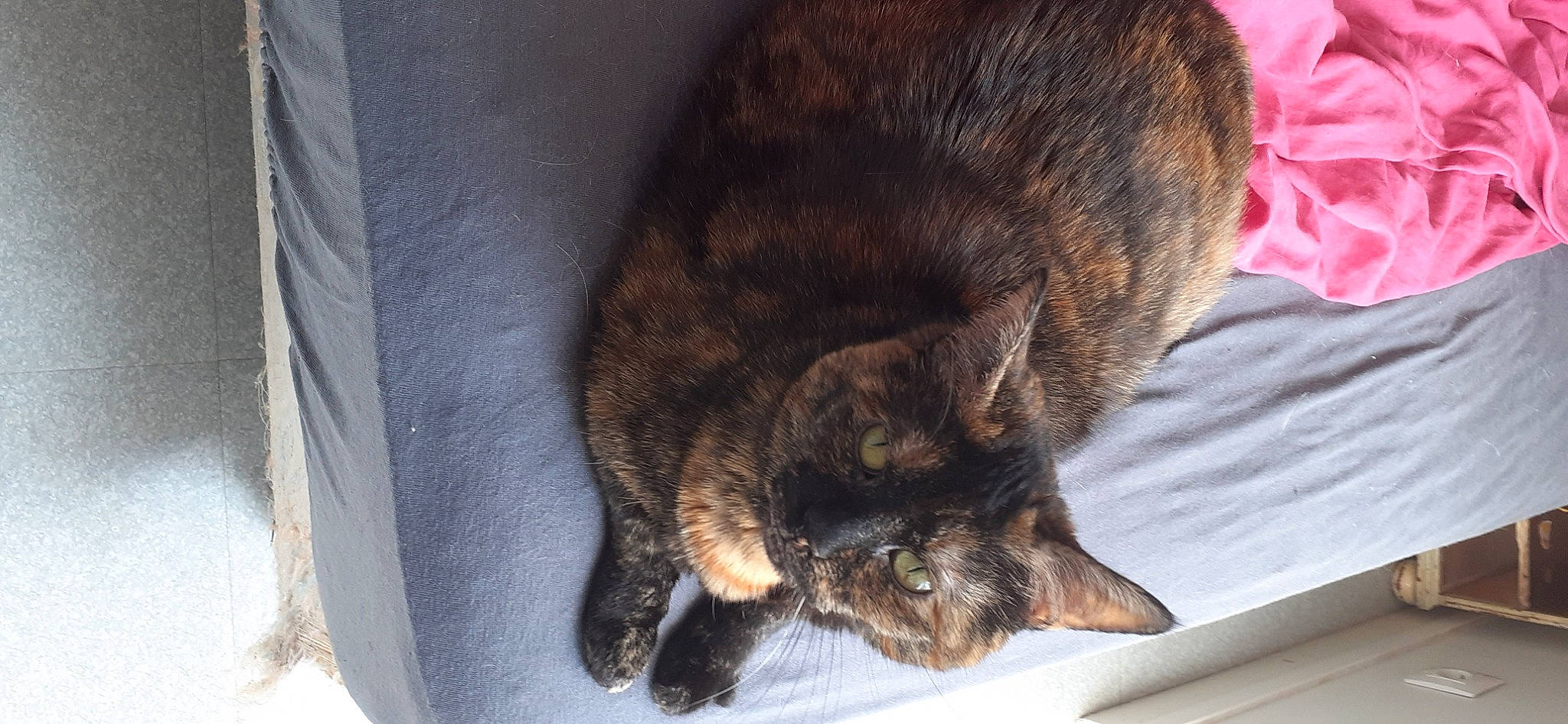 Gallia participe au concours pour gagner de l'argent avec cette photo : asian, carnivore, cat, claw, domestic_short_haired_cat, dragon_li, ear, european_shorthair, felidae, fur, german_rex, kurilian_bobtail, sleep, small_to_medium_sized_cats, snout, tabby_cat, tail, whiskers