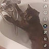 cat, bathtub, faucet, shower_hose, bathroom, black_cat, pet, curious, animal, indoor, white, pink, water, claw, paw, sink, tile, domestic, mischief, feline