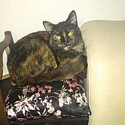 Leïla participe au concours pour gagner de l'argent avec cette photo : animal, beige_couch, cat, chair, cozy, curled_up, cushion, cute, domestic, feline, floral_pattern, furniture, home, indoor, looking, pet, relaxed, resting, tortoiseshell, yellow_eyes