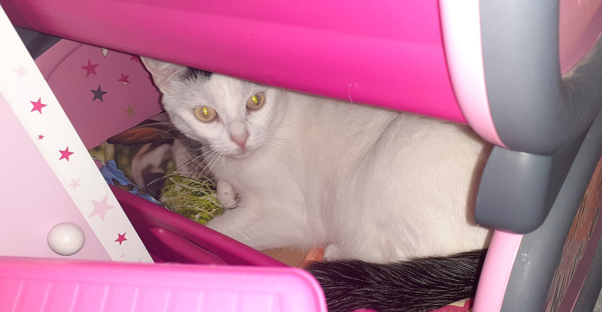 Câlina a rejoint le concours — aidez-le/la à gagner de superbes lots ! car_seat, carnivore, cat, cat_supply, comfort, domestic_short_haired_cat, fawn, felidae, fur, magenta, mammal, paw, pet_supply, pink, small_to_medium_sized_cats, snout, tail, vertebrate, whiskers