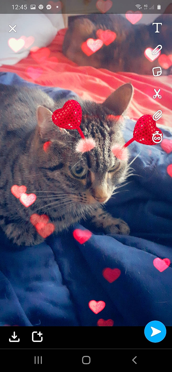 Rosa participe au concours pour gagner de l'argent avec cette photo : berry, carmine, carnivore, cat, cat_supply, felidae, fruit, fur, kitten, pet_supply, produce, red, small_to_medium_sized_cats, snout, terrestrial_animal, vertebrate, whiskers