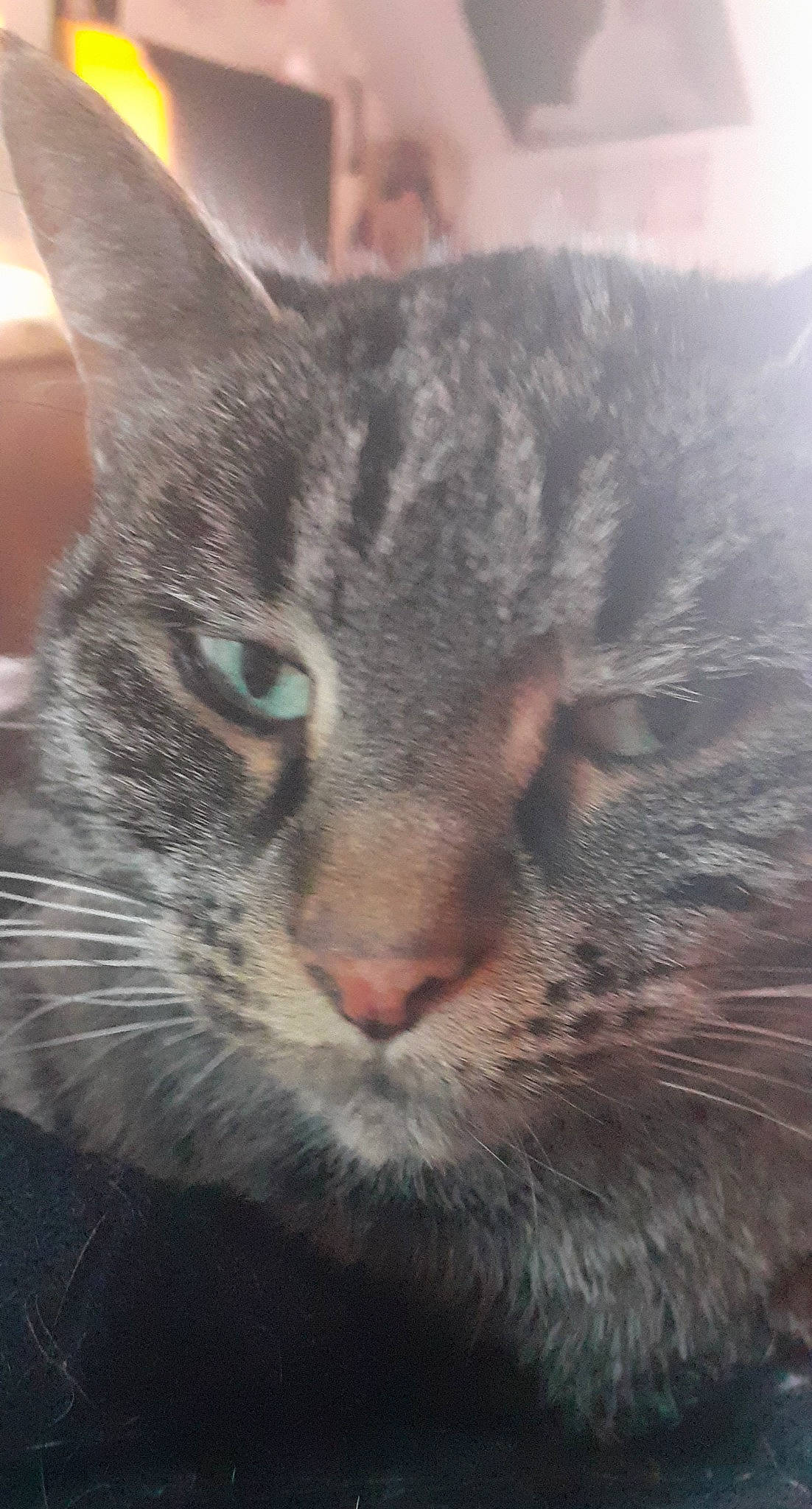 Rosa a rejoint le concours — aidez-le/la à gagner de superbes lots ! carnivore, cat, domestic_short_haired_cat, ear, felidae, fur, grey, sky, small_to_medium_sized_cats, snout, terrestrial_animal, tree, whiskers, wildlife