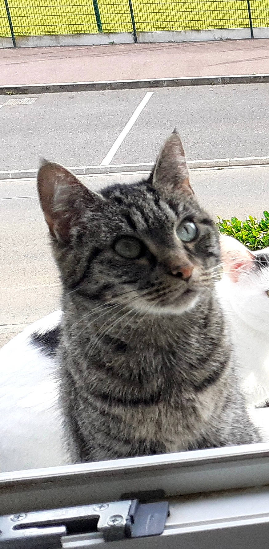 Rosa participe au concours pour gagner de l'argent avec cette photo : asphalt, carnivore, cat, domestic_short_haired_cat, eye, felidae, fur, grass, grey, monochrome_photography, paw, plant, road_surface, sitting, small_to_medium_sized_cats, snout, terrestrial_animal, tree, whiskers, wildlife