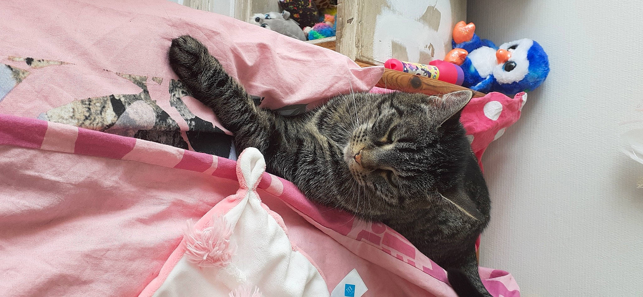 Rosa a rejoint le concours — aidez-le/la à gagner de superbes lots ! american_shorthair, asian, california_spangled, carnivore, cat, domestic_short_haired_cat, dragon_li, ear, european_shorthair, felidae, fur, german_rex, kitten, pink, pixie_bob, small_to_medium_sized_cats, tabby_cat, tail, whiskers