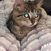 Roxy joined the competition — help win amazing prizes! cat, kitten, tabby, pet, fur, whiskers, blanket, cozy, indoor, cute, collar, bell, sleepy, soft, animal, mammal, young, closeup, face, ears