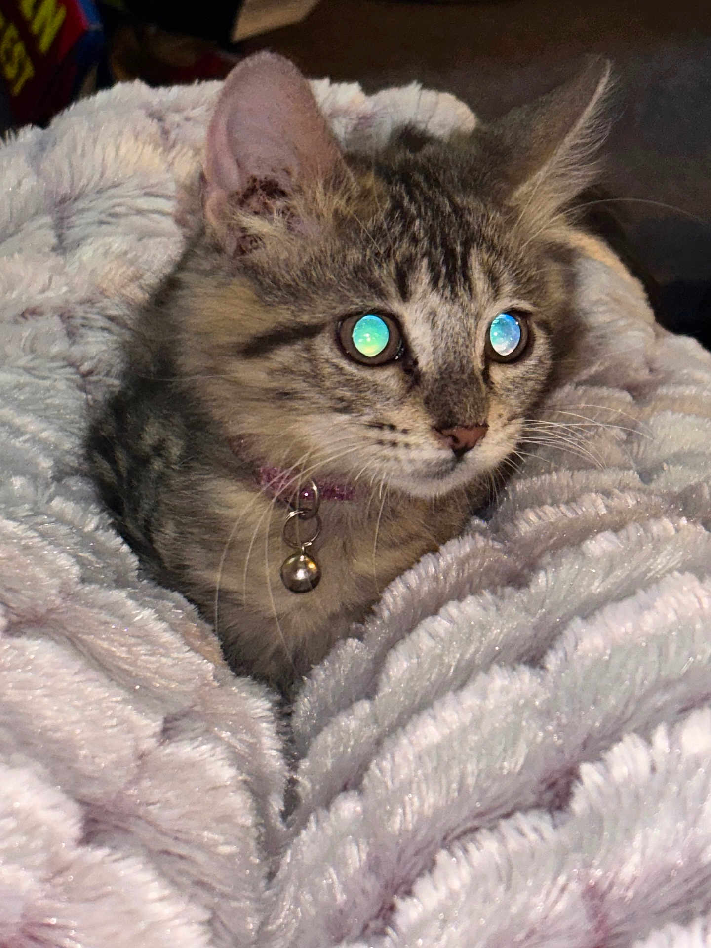 Roxy joined the competition — help win amazing prizes! cat, kitten, tabby, pet, fur, whiskers, blanket, cozy, indoor, cute, collar, bell, sleepy, soft, animal, mammal, young, closeup, face, ears