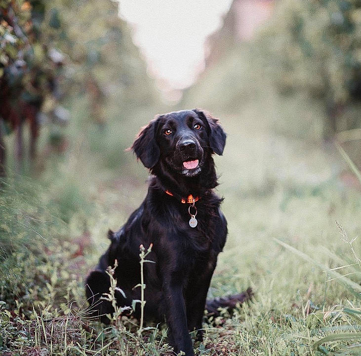 Riya a rejoint le concours — aidez-le/la à gagner de superbes lots ! borador, canidae, carnivore, collar, companion_dog, dog, dog_breed, dog_collar, fur, grass, gun_dog, hunting_dog, labrador_retriever, liver, plant, retriever, snout, sporting_group, terrestrial_animal, working_animal