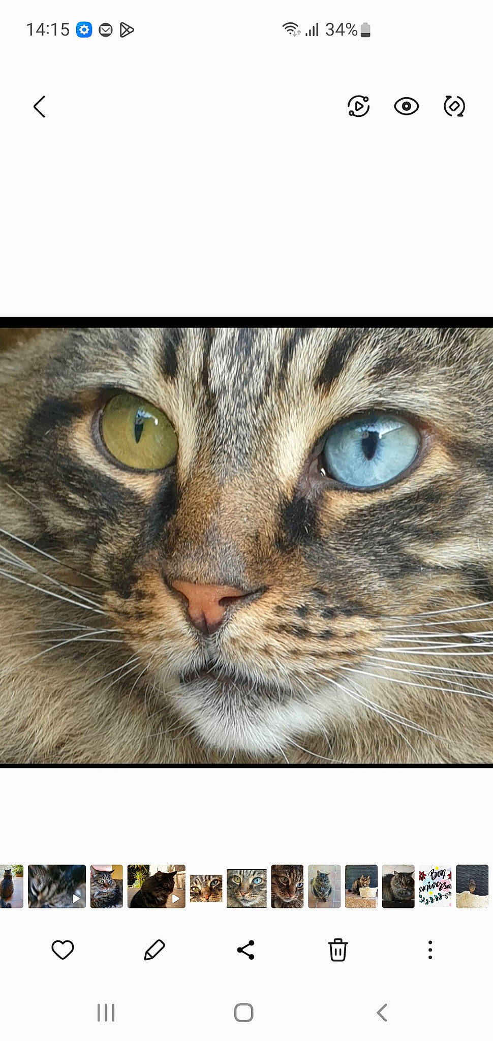 Choupy a rejoint le concours — aidez-le/la à gagner de superbes lots ! adaptation, carnivore, cat, curious, domestic_short_haired_cat, felidae, font, fur, graphics, grass, photo_caption, rectangle, small_to_medium_sized_cats, snout, terrestrial_animal, whiskers, wildlife