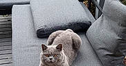 Vibes participe au concours pour gagner de l'argent avec cette photo : cat, gray_cat, pet, feline, sofa, cushion, outdoor, patio, wooden_table, greenery, plants, relaxing, calm, furniture, modern, cozy, animal, domestic_animal, looking, resting