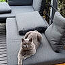 cat, gray_cat, pet, feline, sofa, cushion, outdoor, patio, wooden_table, greenery, plants, relaxing, calm, furniture, modern, cozy, animal, domestic_animal, looking, resting