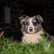 Babiole a rejoint le concours — aidez-le/la à gagner de superbes lots ! puppy, dog, australian_shepherd, heterochromia, blue_eye, brown_eye, fluffy, grass, outdoor, portrait, animal, pet, canine, fur, face, close_up, garden, backyard, dark_background, photography