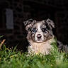 puppy, dog, australian_shepherd, heterochromia, blue_eye, brown_eye, fluffy, grass, outdoor, portrait, animal, pet, canine, fur, face, close_up, garden, backyard, dark_background, photography