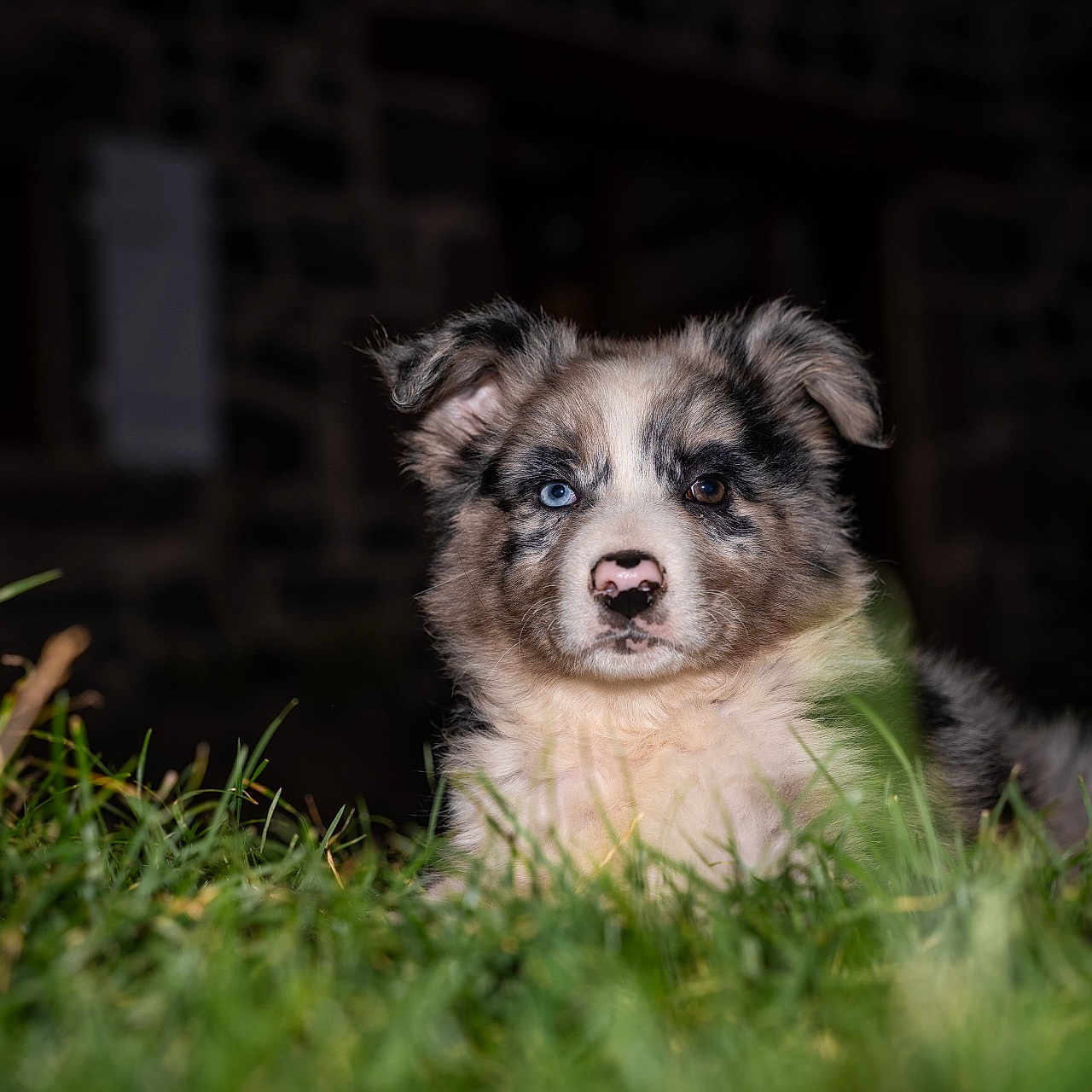 Babiole a rejoint le concours — aidez-le/la à gagner de superbes lots ! puppy, dog, australian_shepherd, heterochromia, blue_eye, brown_eye, fluffy, grass, outdoor, portrait, animal, pet, canine, fur, face, close_up, garden, backyard, dark_background, photography