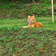Chips participe au concours pour gagner de l'argent avec cette photo : animal, cat, daylight, ears, eyes, feline, fur, grass, greenery, landscape, mammal, nature, orange_cat, outdoor, pet, relaxed, resting, summer, whiskers, wildlife