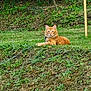 animal, cat, daylight, ears, eyes, feline, fur, grass, greenery, landscape, mammal, nature, orange_cat, outdoor, pet, relaxed, resting, summer, whiskers, wildlife