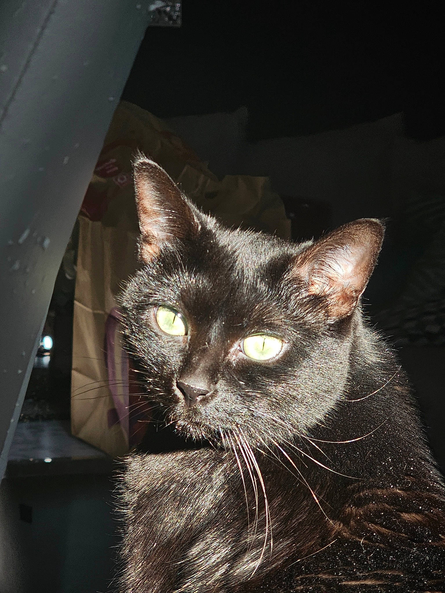 Phoenix a rejoint le concours — aidez-le/la à gagner de superbes lots ! art, carnivore, cat, darkness, domestic_short_haired_cat, felidae, fur, small_to_medium_sized_cats, snout, terrestrial_animal, whiskers, window