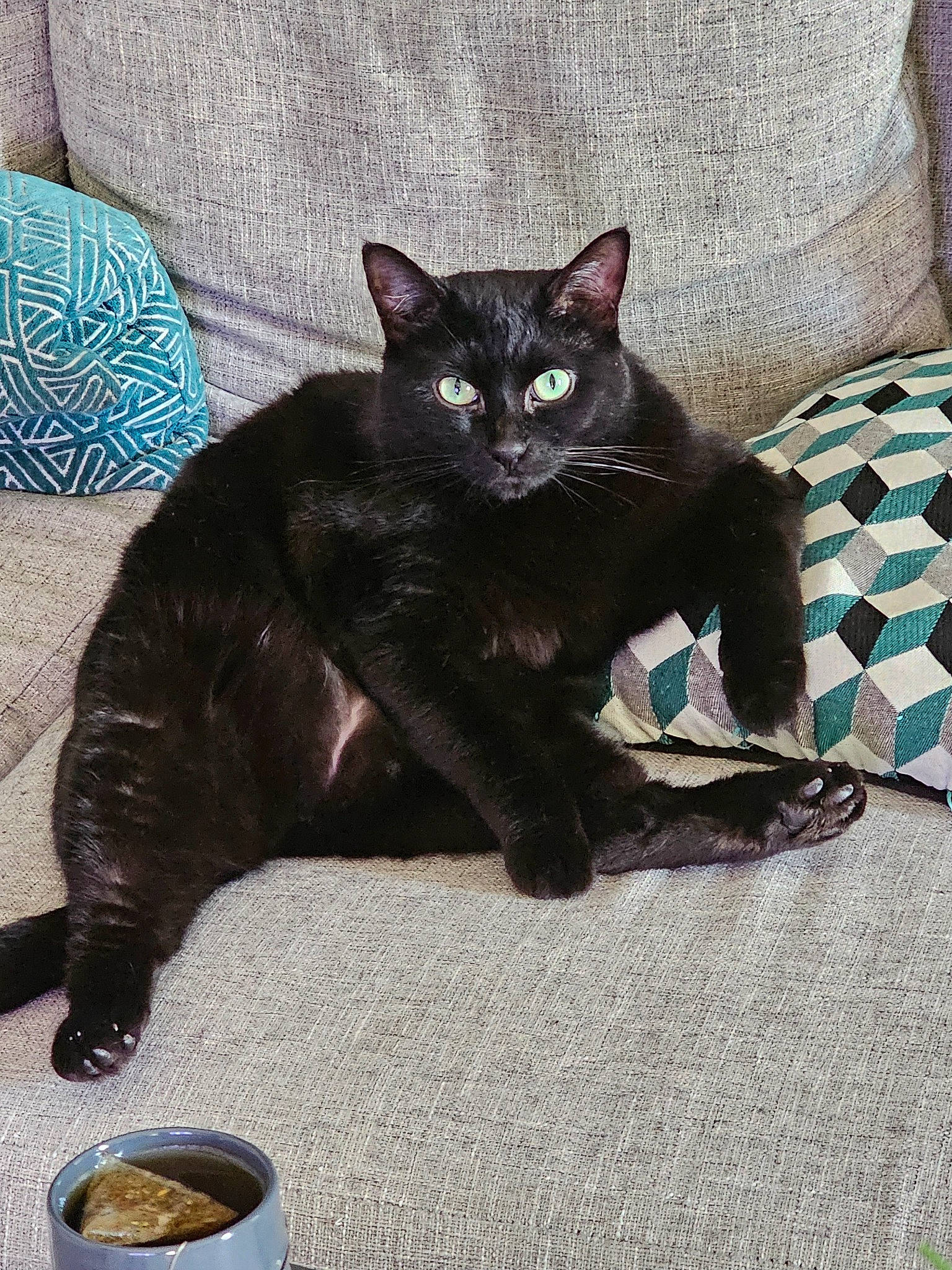 Phoenix a rejoint le concours — aidez-le/la à gagner de superbes lots ! black_cat, bombay, carnivore, cat, cat_supply, claw, comfort, domestic_short_haired_cat, felidae, foot, fur, grey, havana_brown, paw, sitting, small_to_medium_sized_cats, snout, tail, terrestrial_animal, whiskers