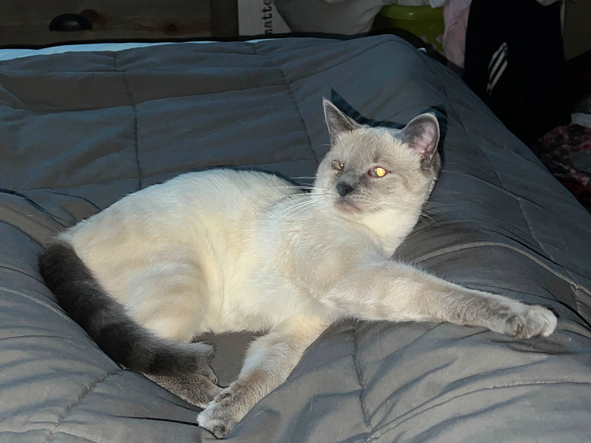 Cashew is registered to the contest to win money with this photo: carnivore, cat, claw, comfort, couch, domestic_short_haired_cat, fawn, felidae, fur, furniture, grey, linens, nap, paw, sitting, small_to_medium_sized_cats, snout, tail, terrestrial_animal, whiskers