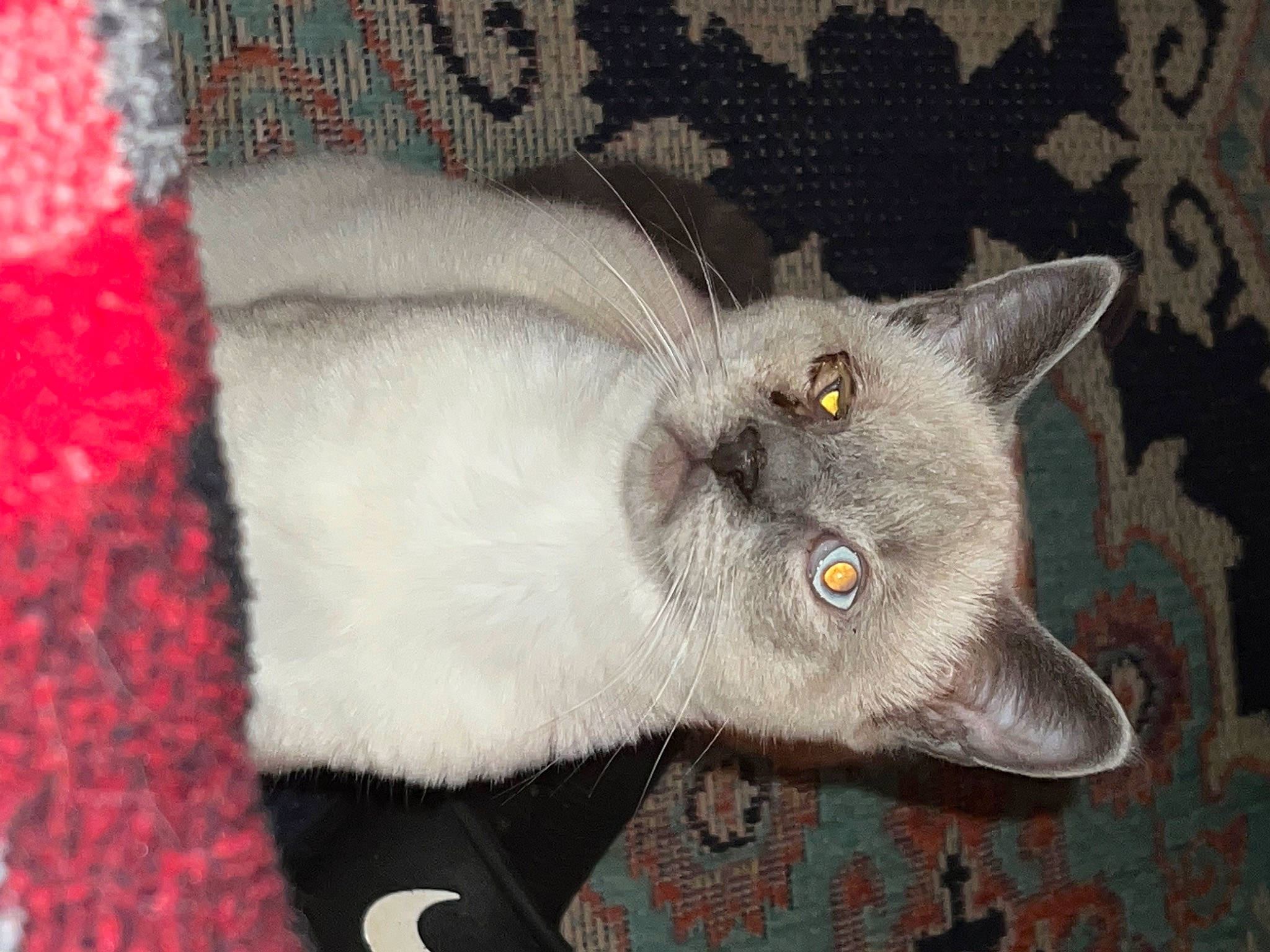 Cashew is registered to the contest to win money with this photo: carnivore, cat, claw, domestic_short_haired_cat, fawn, felidae, fur, grey, paw, small_to_medium_sized_cats, snout, tail, whiskers