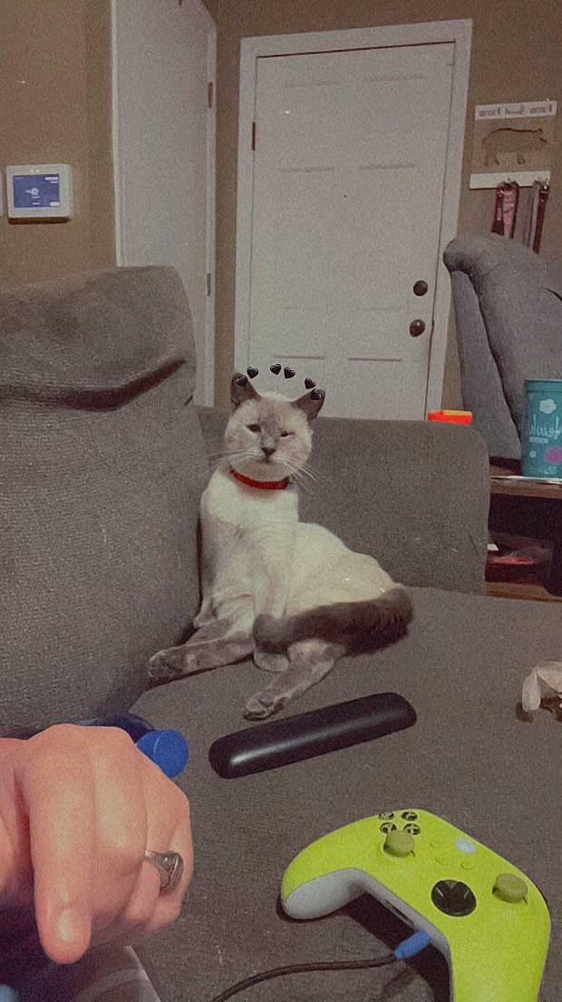 Cashew is registered to the contest to win money with this photo: carnivore, comfort, companion_dog, couch, dog, dog_breed, fawn, felidae, floor, flooring, input_device, living_room, musical_instrument, nail, small_to_medium_sized_cats, stuffed_toy, tail, toy, whiskers, wood