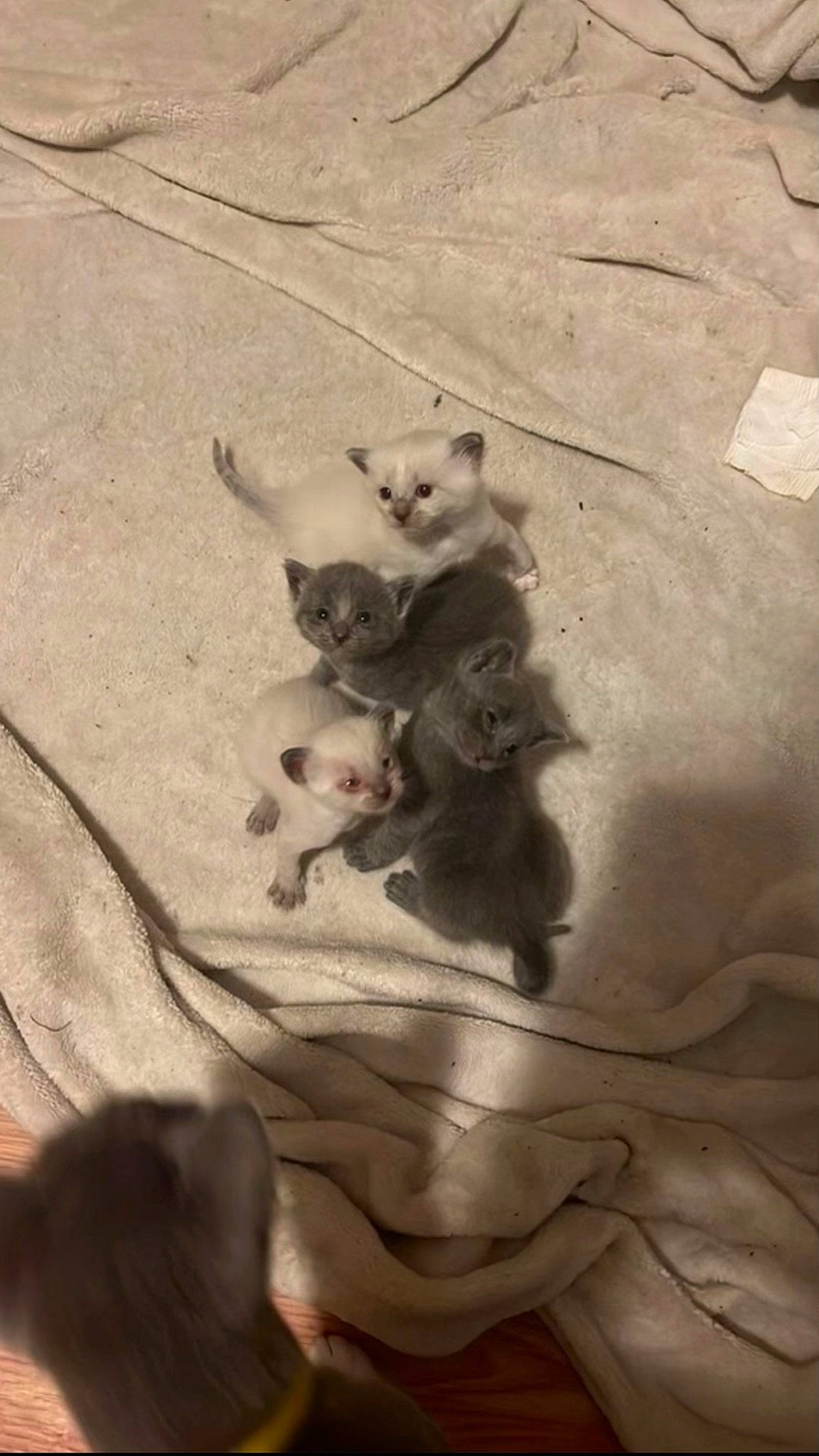 Cashew is registered to the contest to win money with this photo: carnivore, companion_dog, dog, dog_breed, fawn, felidae, flooring, fur, grey, paw, sand, shadow, small_to_medium_sized_cats, snout, tail, terrestrial_animal, tints_and_shades, whiskers, wood, working_animal